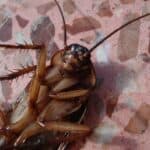 A large dead cockroach.