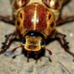 A Large cockroach.