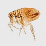 A large Flea.