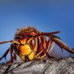 A Large Hornet