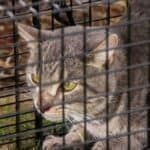 Wild cat in a cage